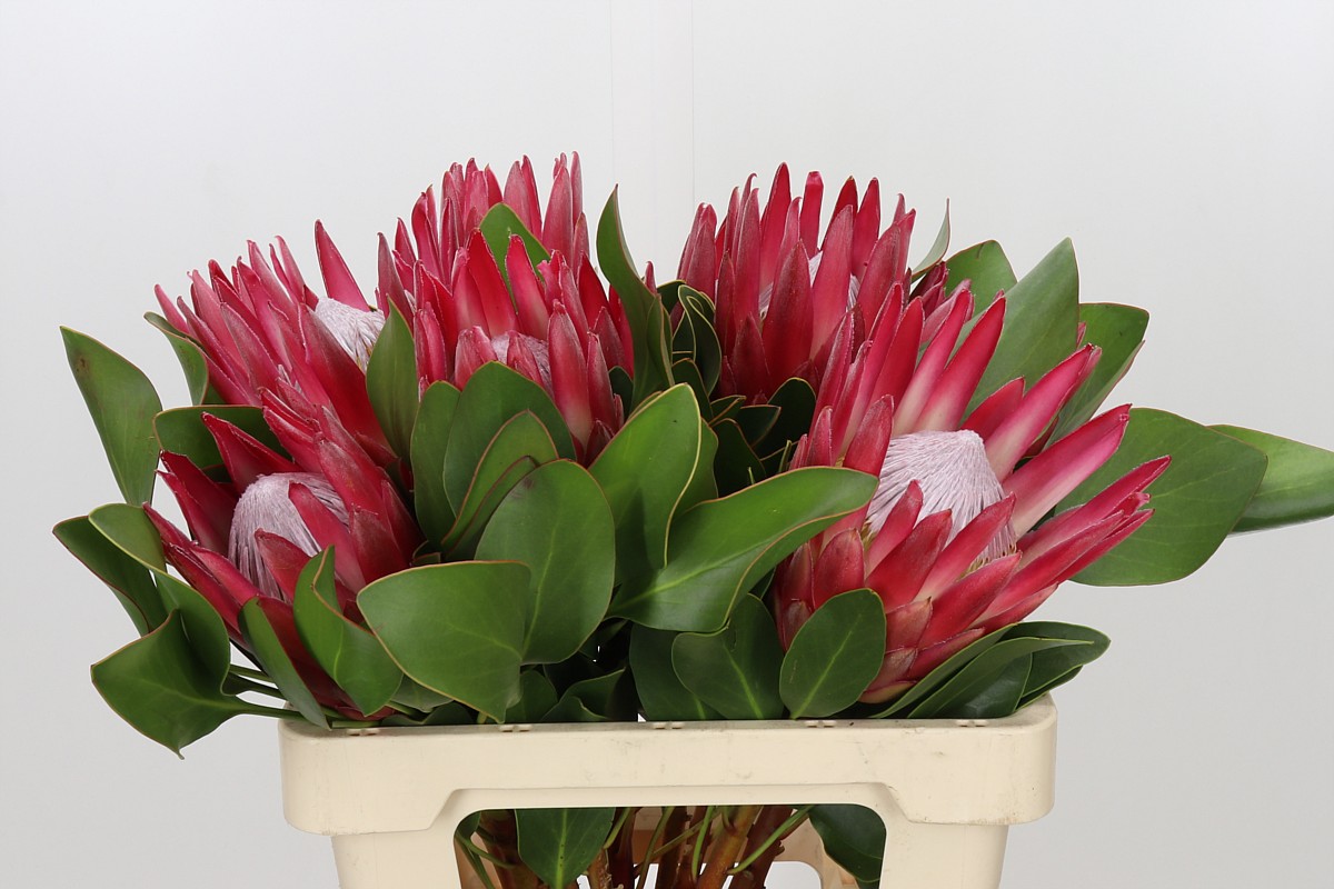 Protea Madiba 60cm