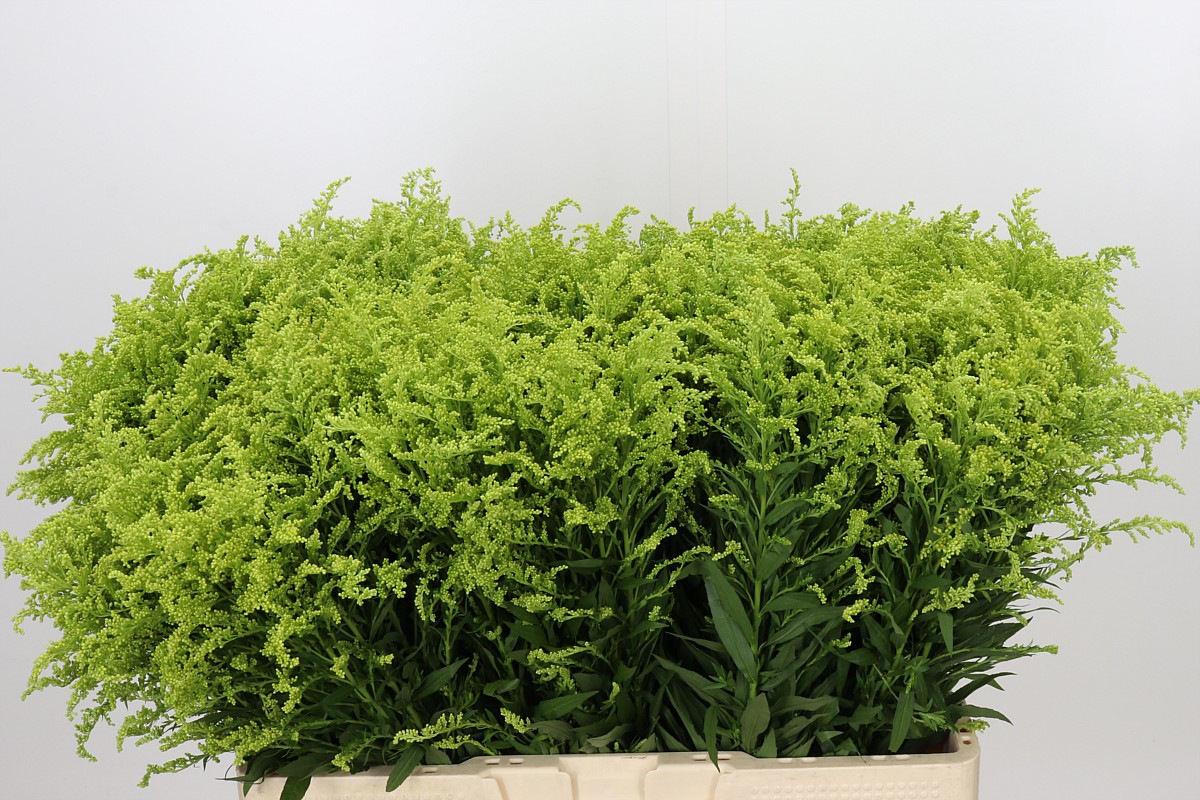 Solidago Tara Gold 10cm 15gram