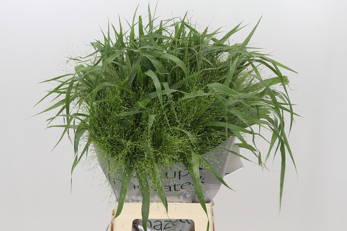 Panicum Fountain 70cm