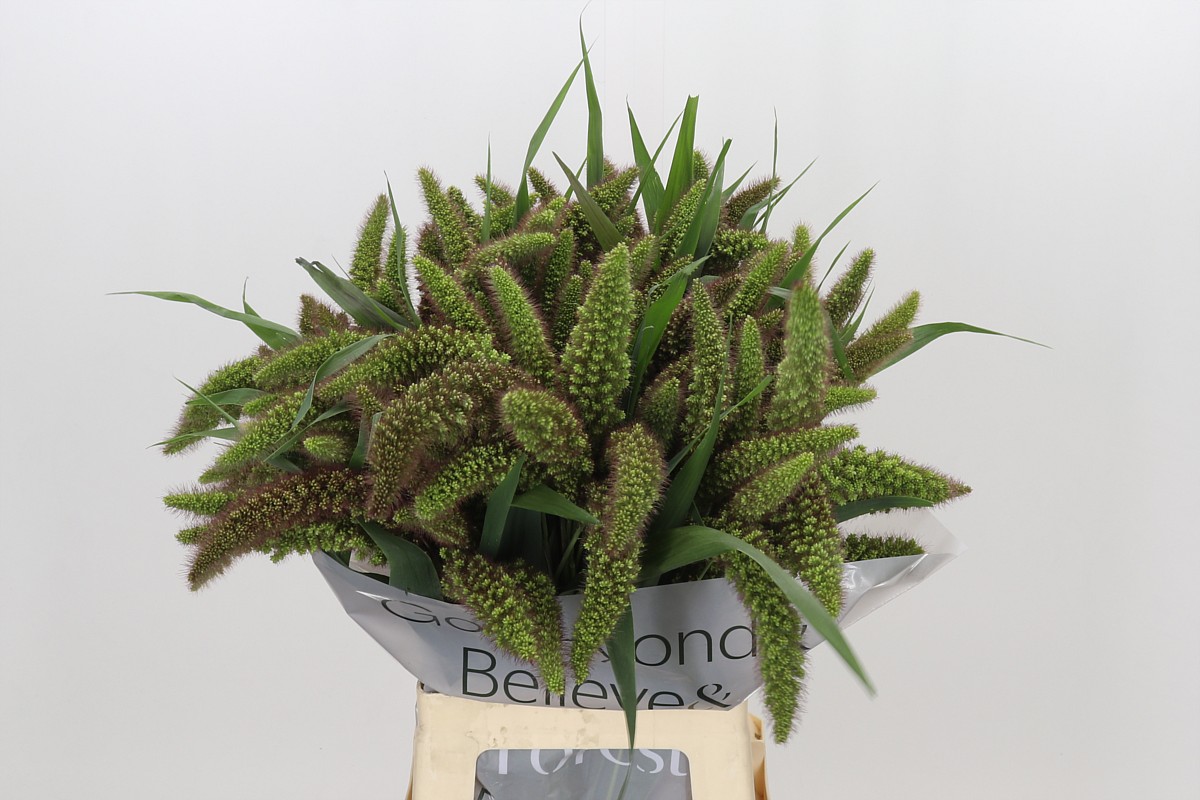 Setaria Italica Red Jewel 70cm