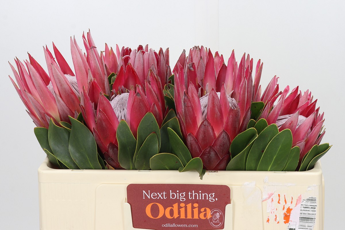 Protea Madiba 50cm