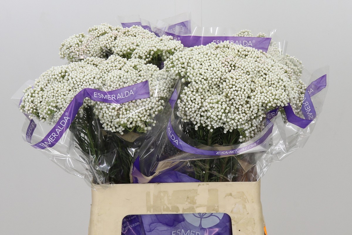 Ozothamus Cooks Snow Whi 60cm