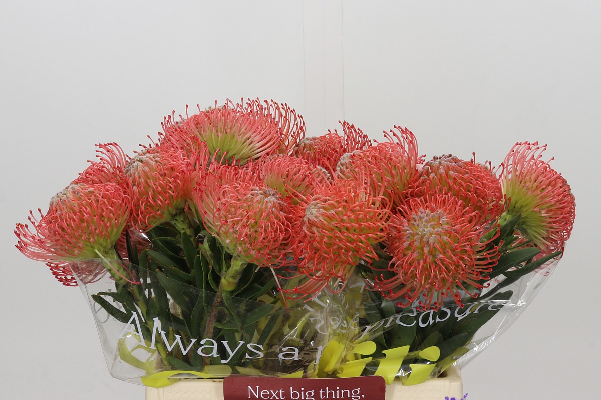 Leuco Ayoba Pink 40cm