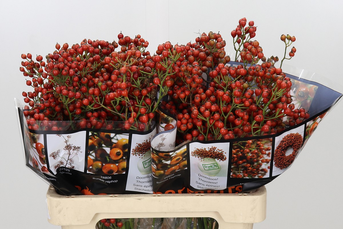 Rosa Aut Rosefruits 60cm