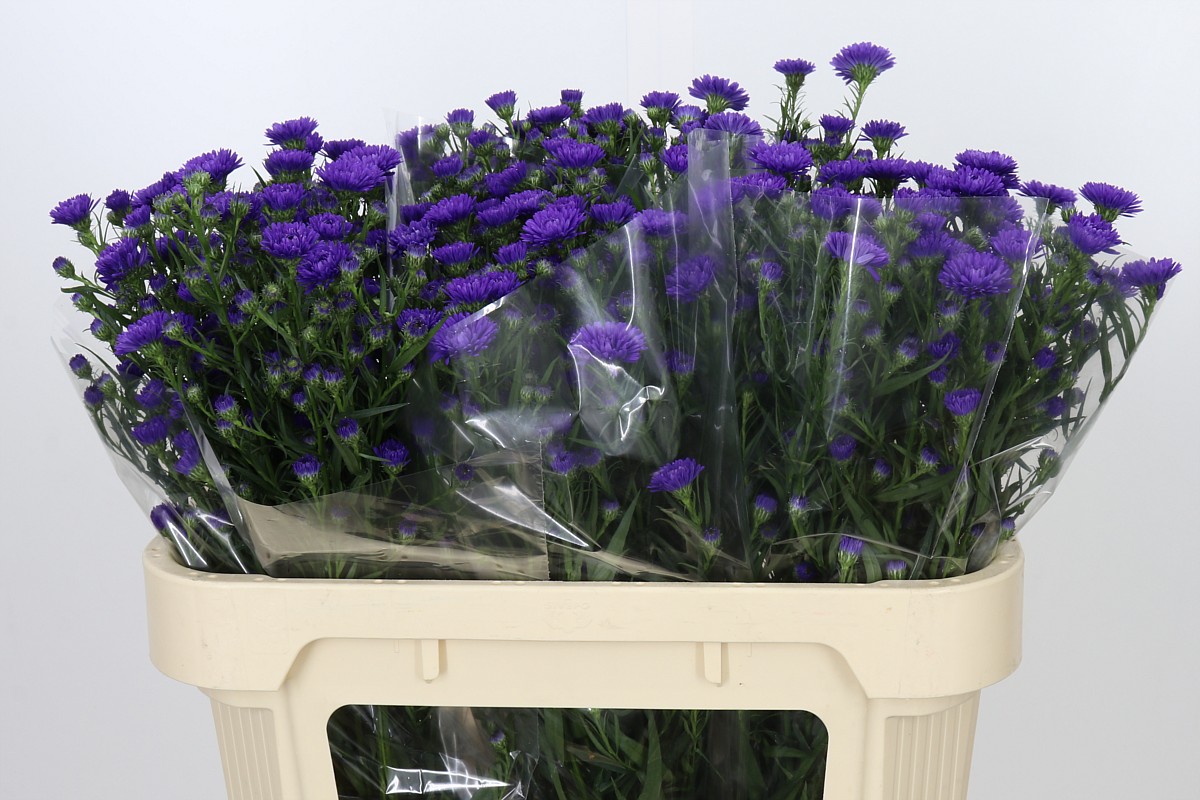 Aster Astee Dark Milka 70cm 15gram