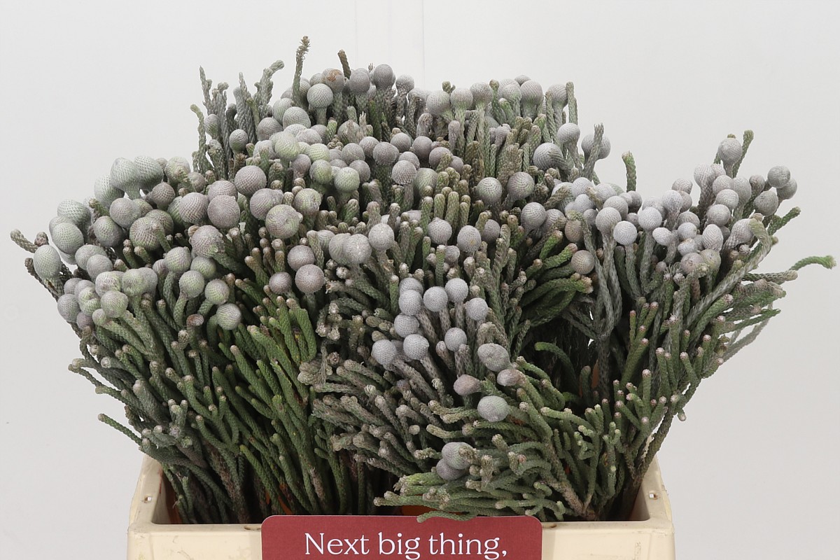 Brunia Silver Bunch 40cm