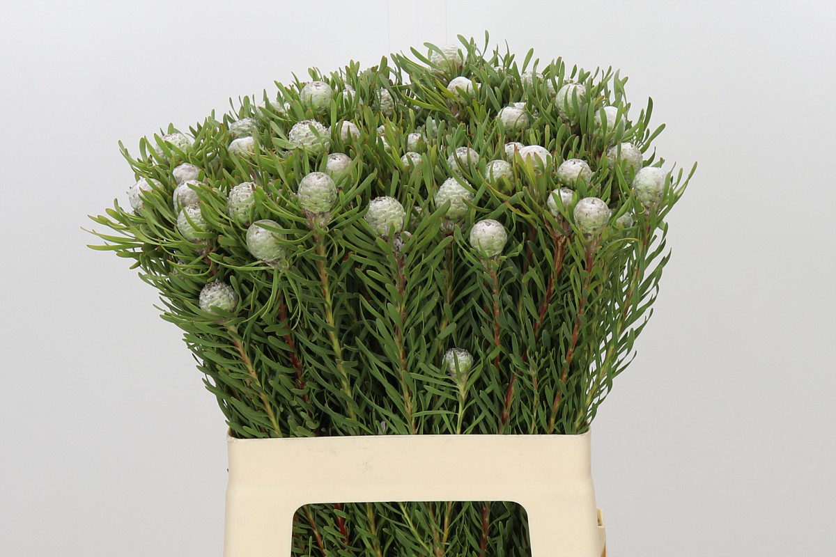 Leucad Ga Silv Pearl 60cm