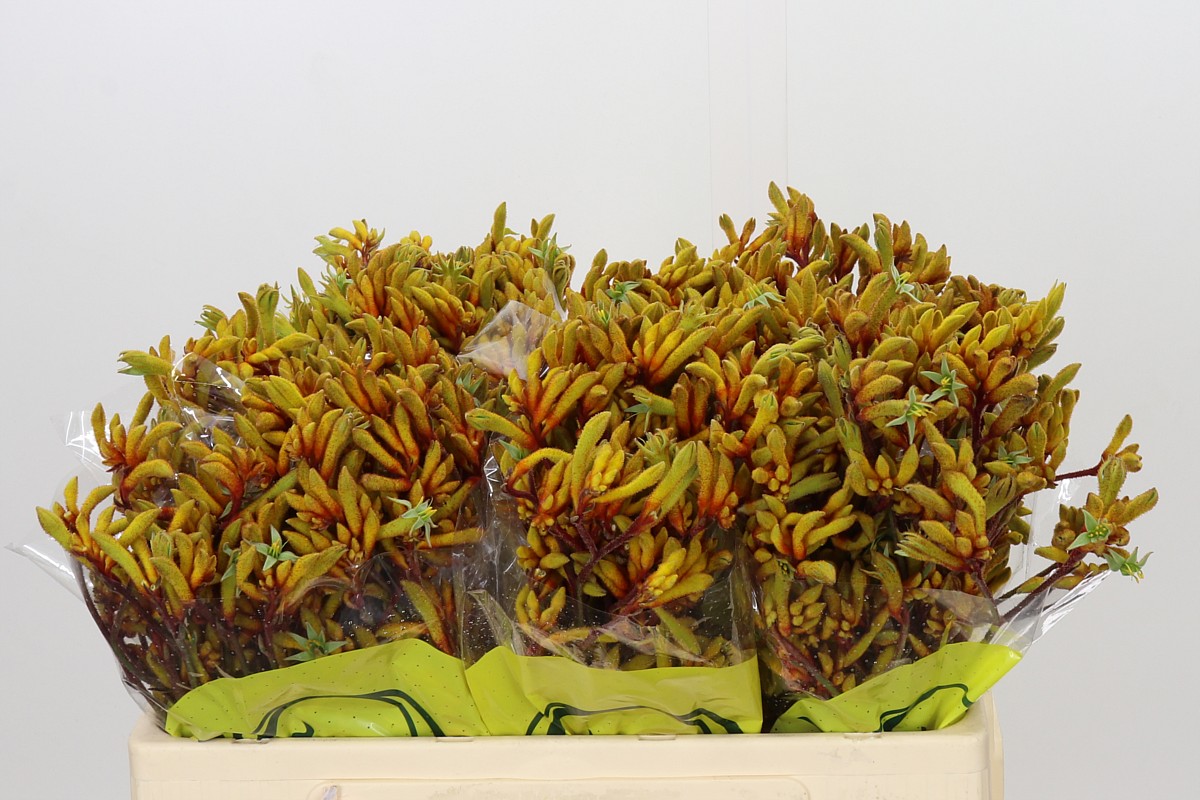 Anigozanthos Orange Velvet 50cm