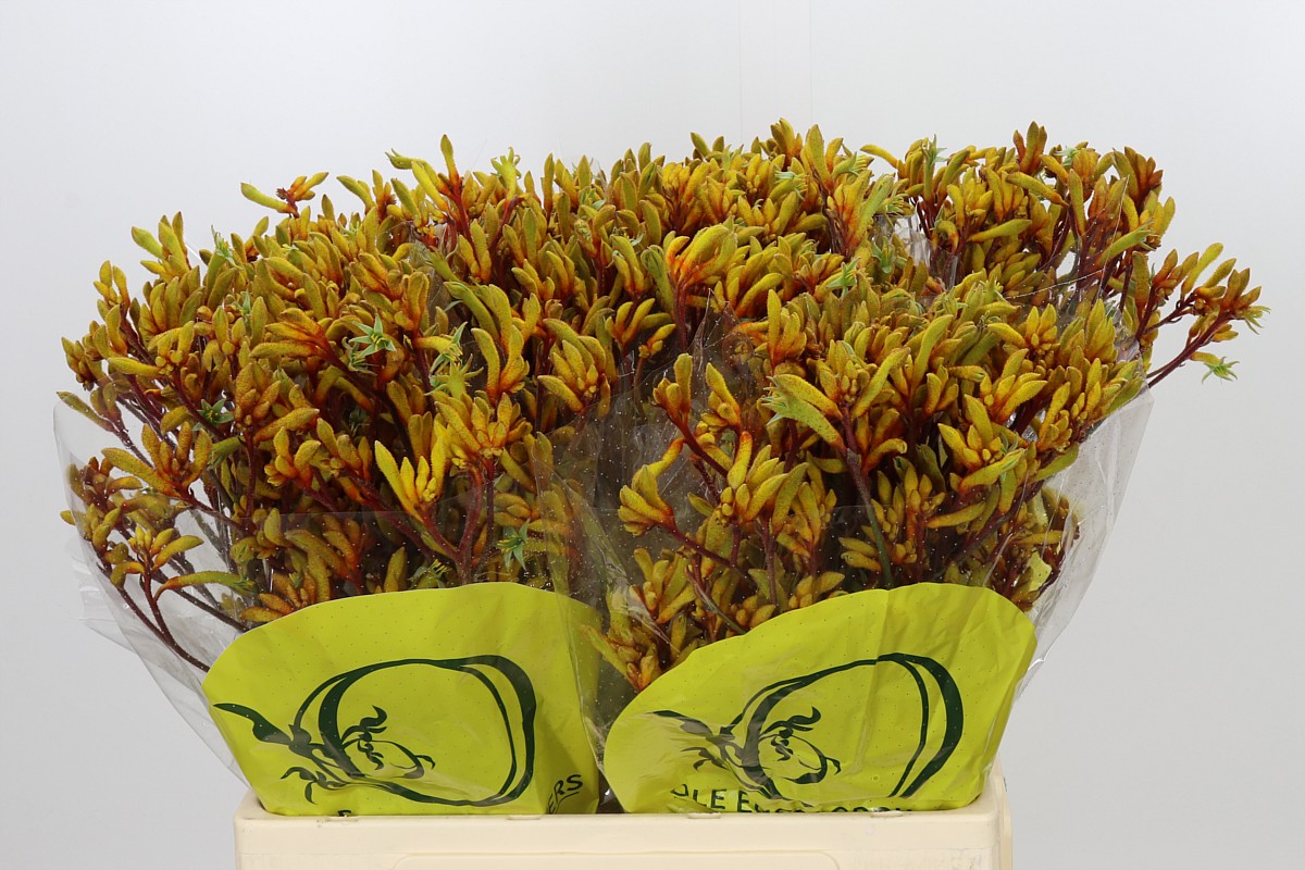 Anigozanthos Orange Velvet 60cm