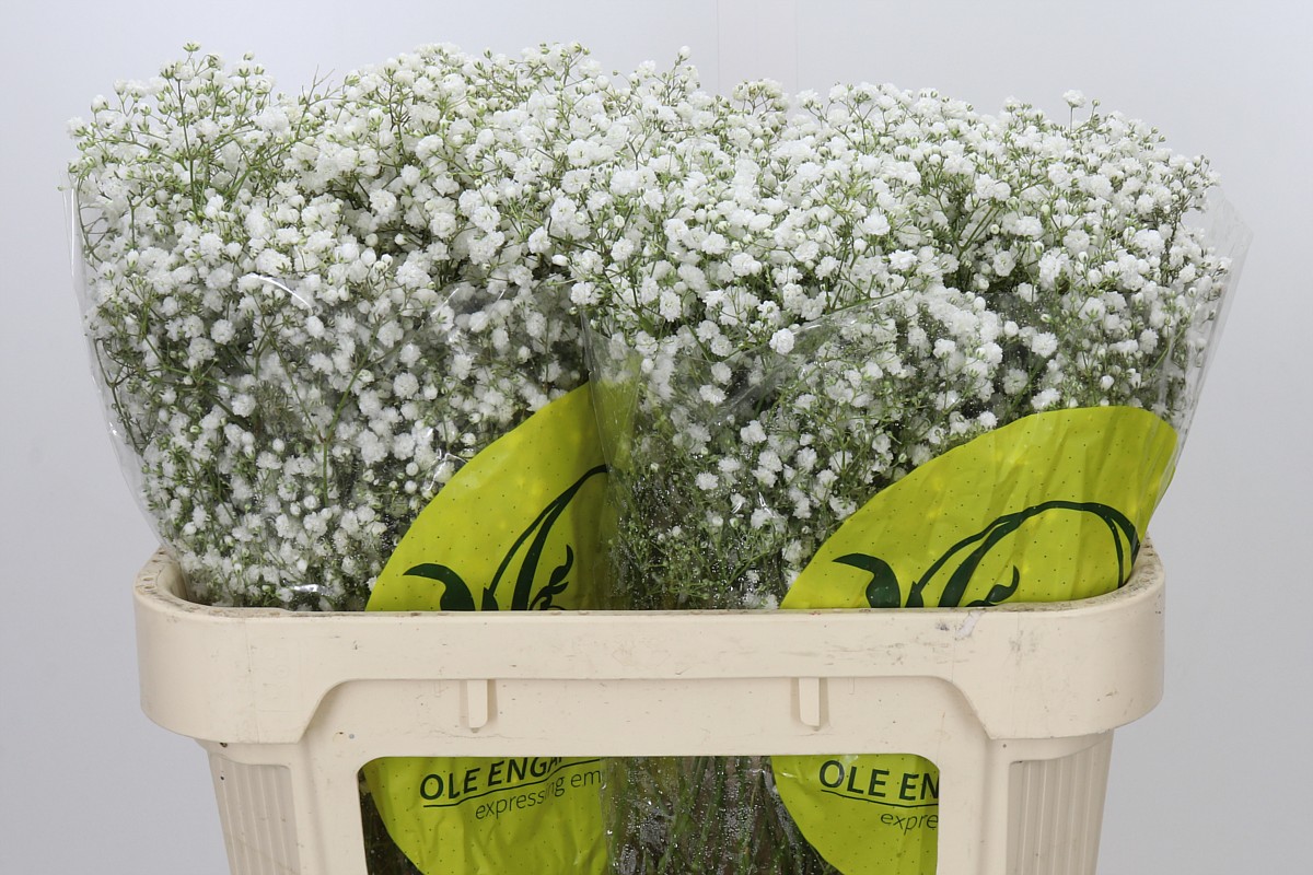 Gypsophila Xlence White 70cm 25gram