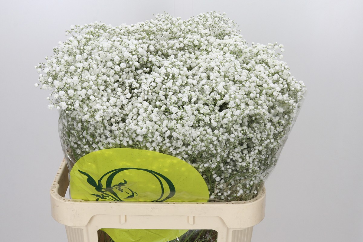 Gypsophila Xlence White 80cm 40gram