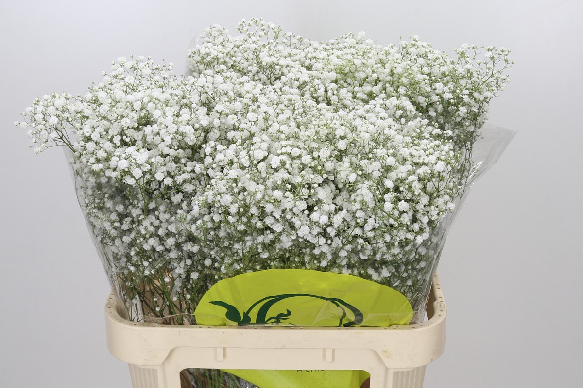 Gypsophila Xlence White 80cm 50gram