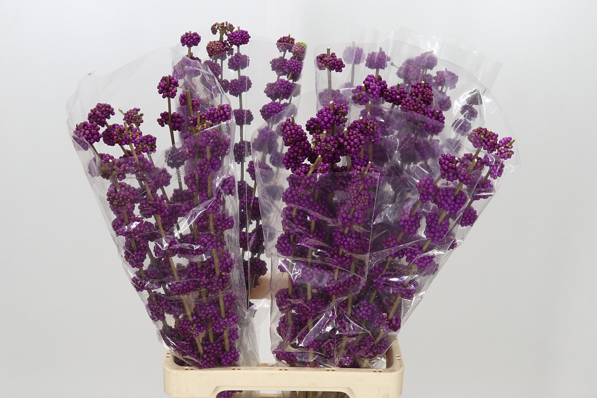 Callicarpa B.giraldi(nl) 80cm