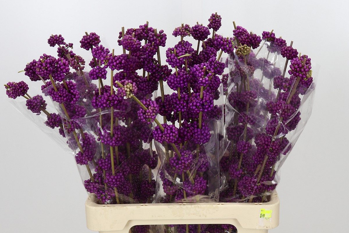 Callicarpa B.giraldi(nl) 70cm