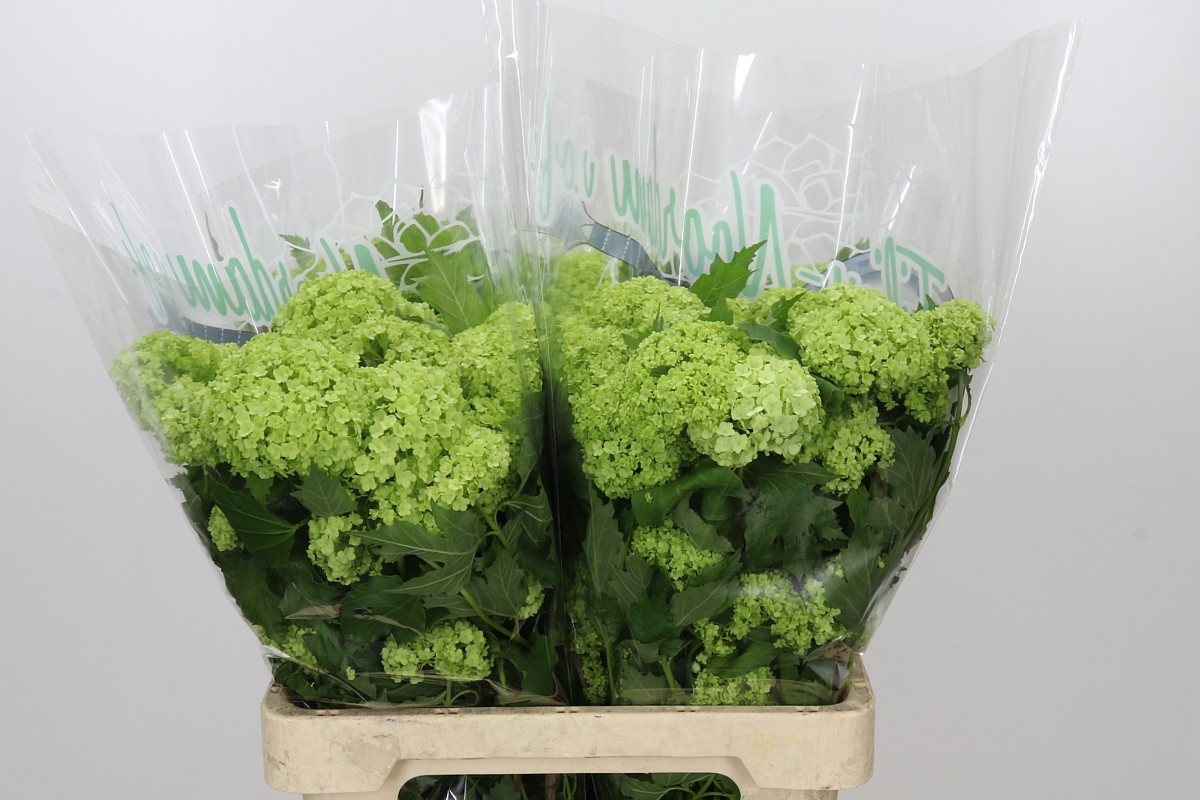 Viburnum Roseum 60cm 2