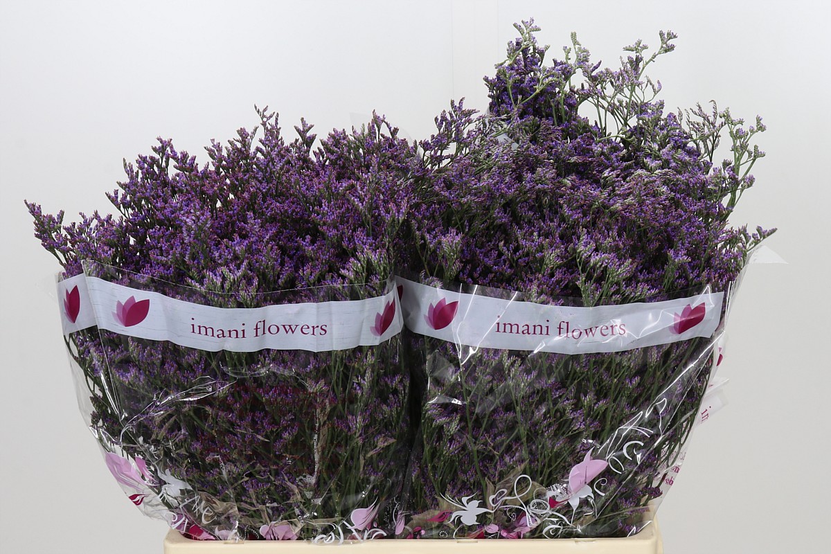 Limonium Saf Shooting Star 60cm 26gram