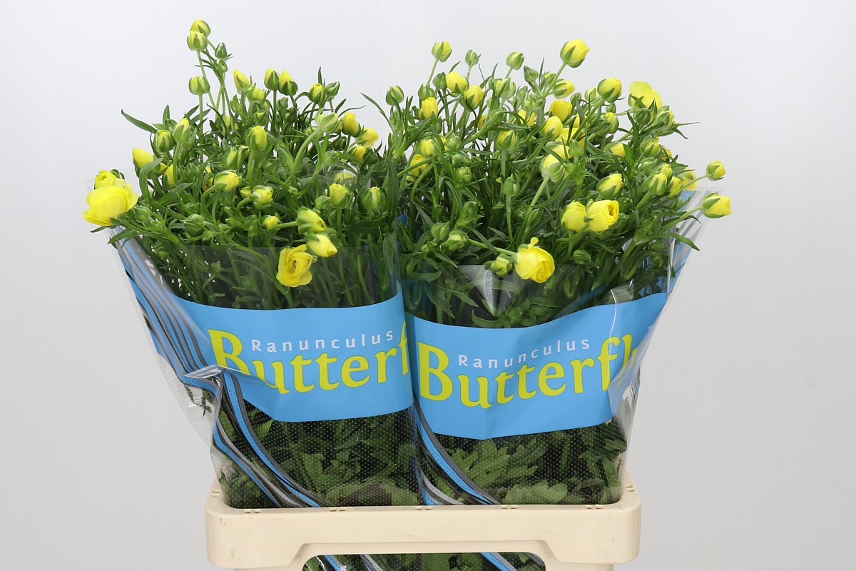 Ranunculus Butterfly Phytalo 70cm