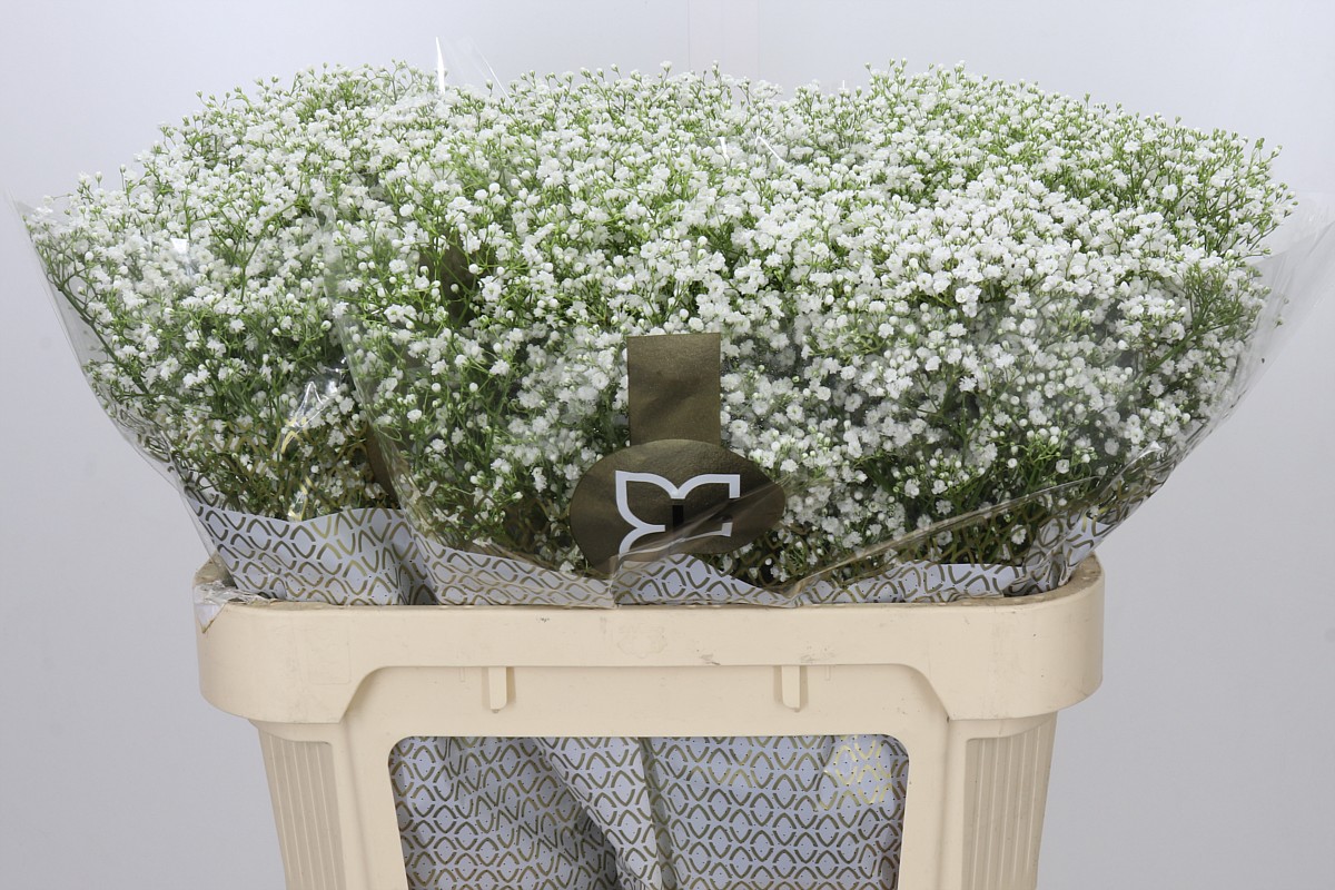 Gypsophila Discovery 70cm 20gram