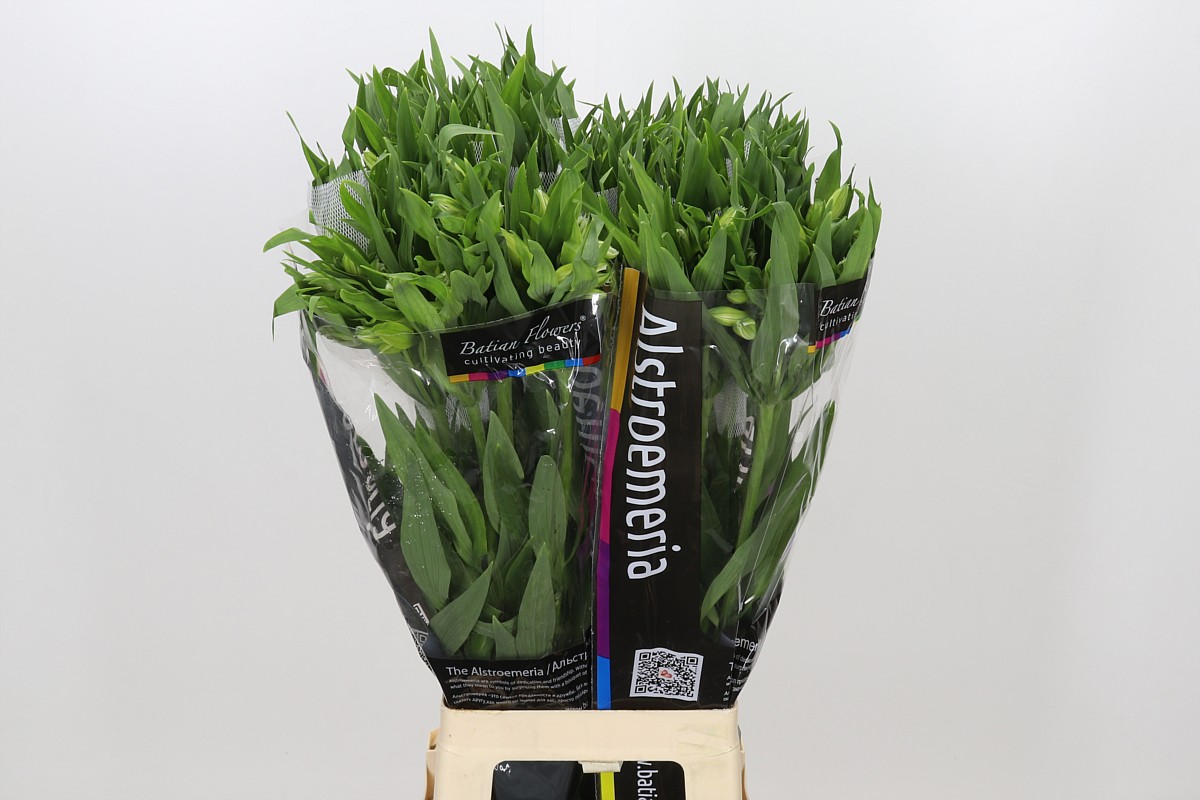 Alstr Polar 80cm 80gram