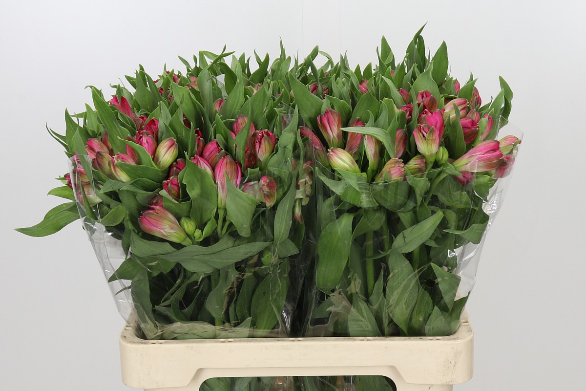 Alstr 60cm 35gram