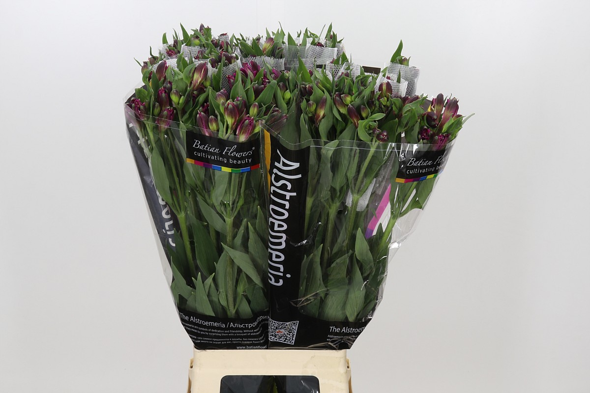 Alstr Shiny Purple 60cm 80gram