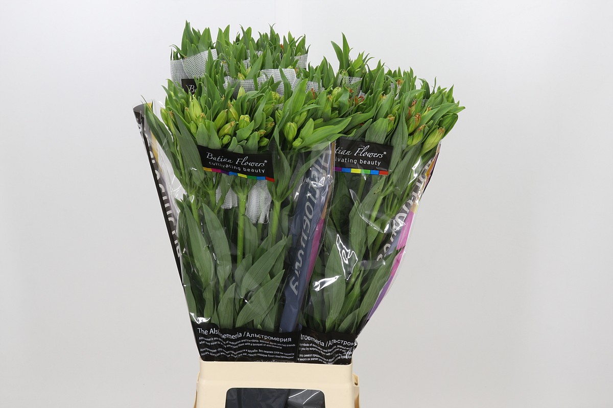 Alstr 80cm 80gram