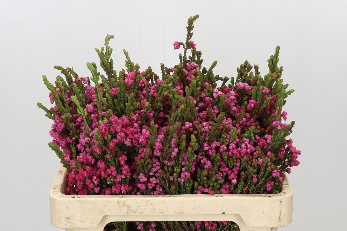 Erica 50cm