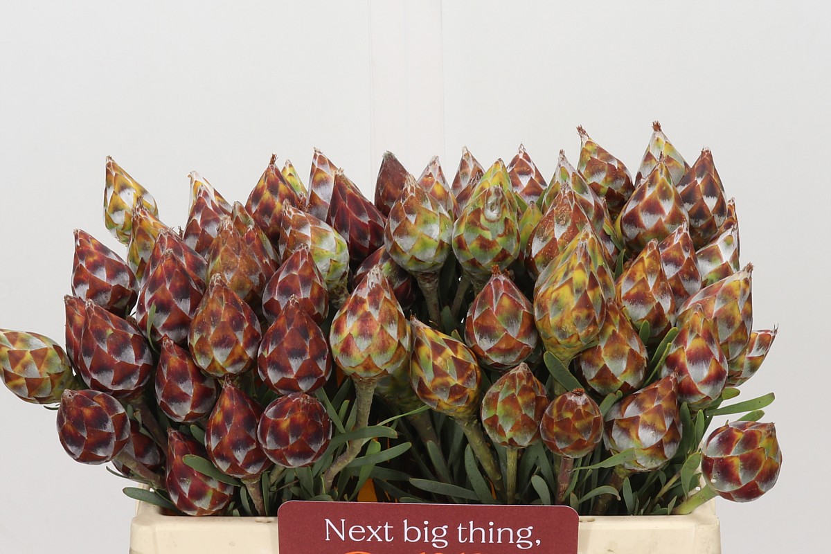Leucadendron Rubrum Bnch 40cm