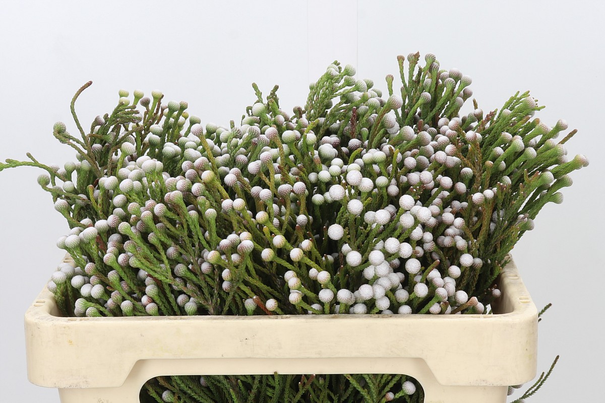 Brunia Nodiflora 50cm