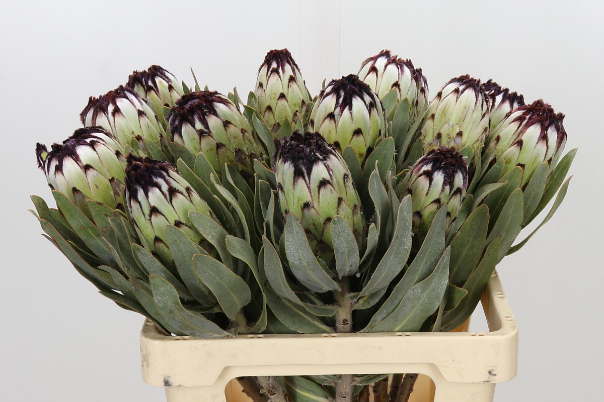 Protea Barb Niobe 60cm