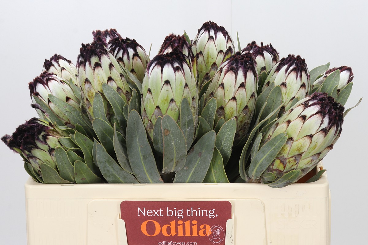 Protea Barb Niobe 50cm