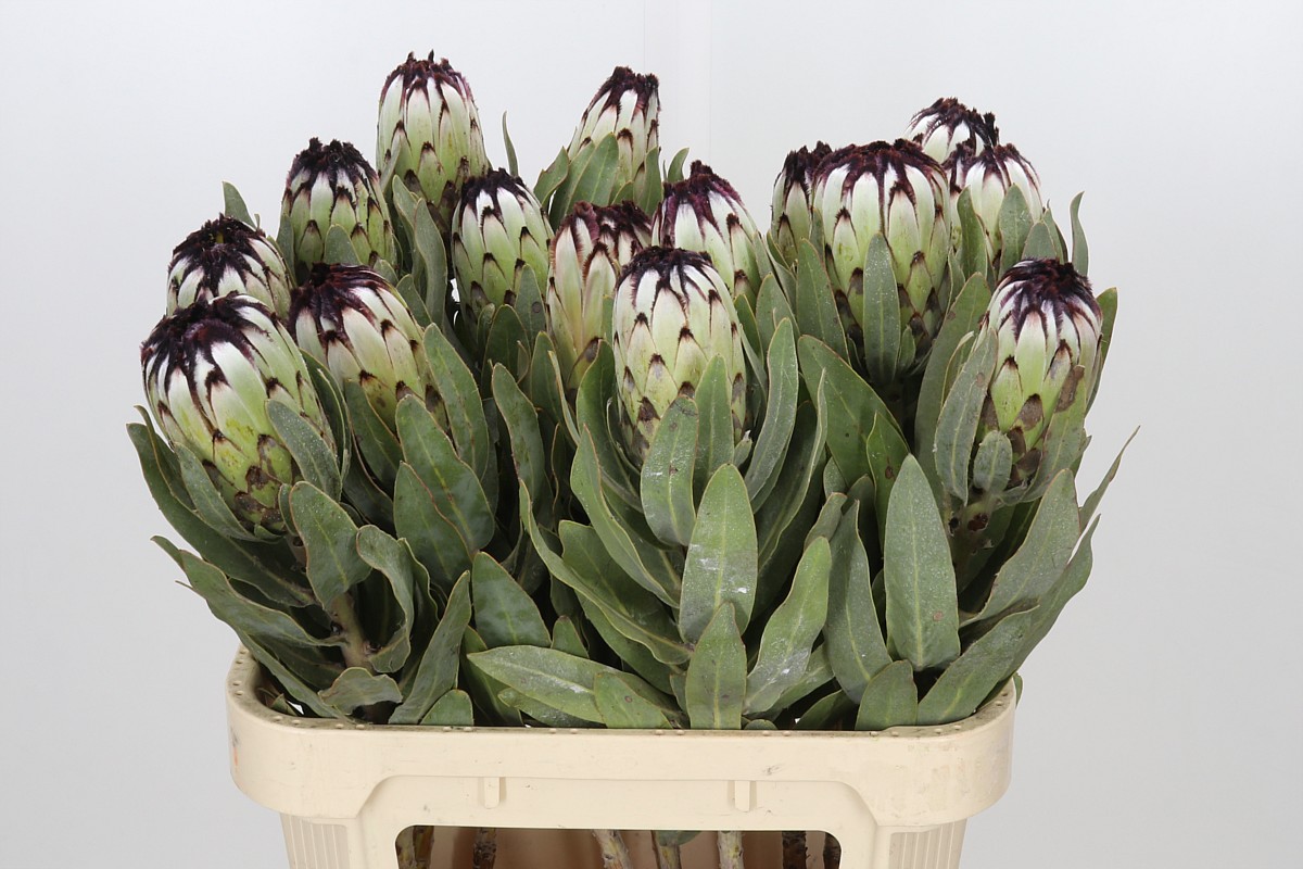 Protea Barb Niobe 80cm