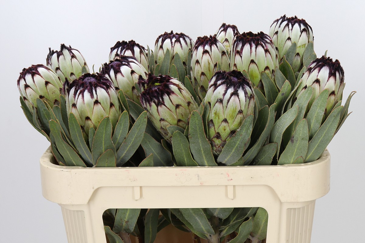 Protea Barb Niobe 70cm