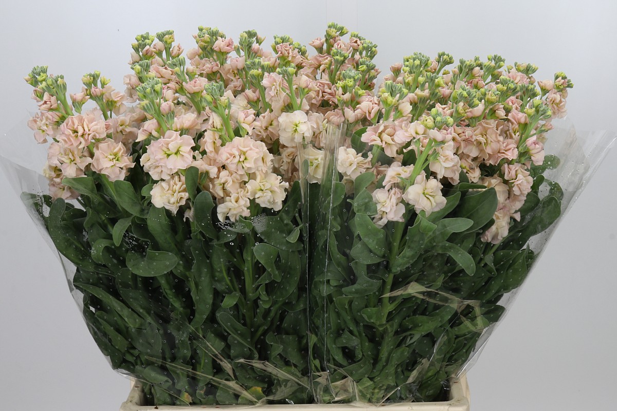 Matthiola Iron Apricot 70cm