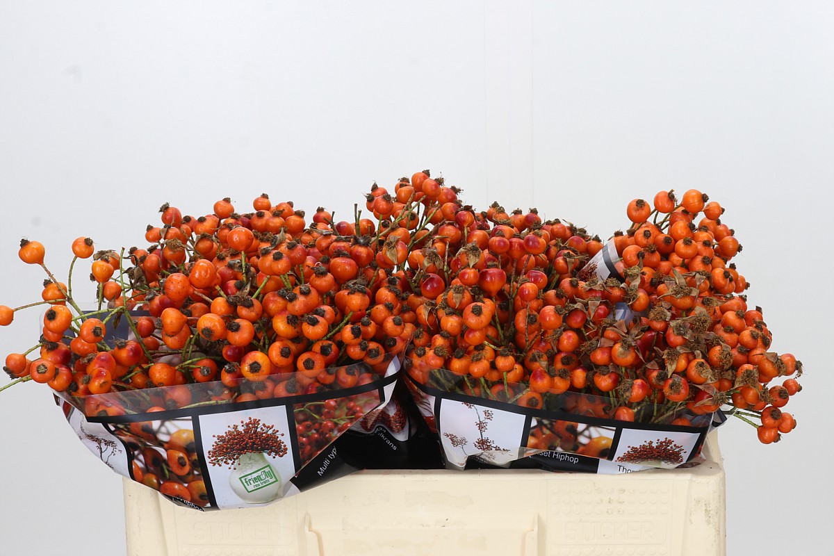 Rosa Hiphop Sunset 50cm 46gram