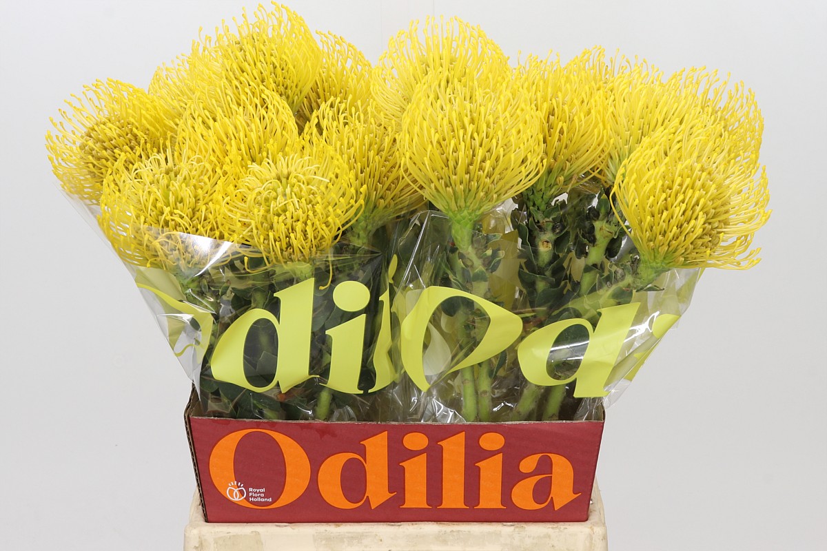 Leucospermum High Gold 50cm