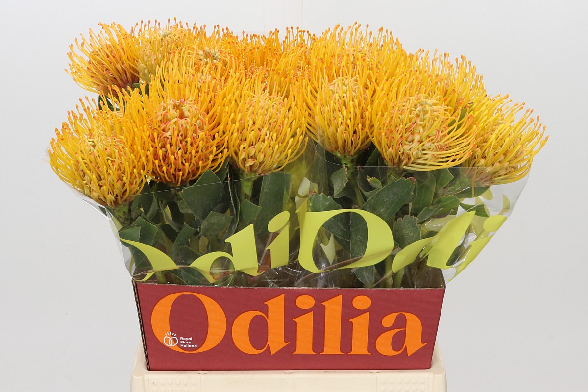 Leucospermum Soleil 50cm