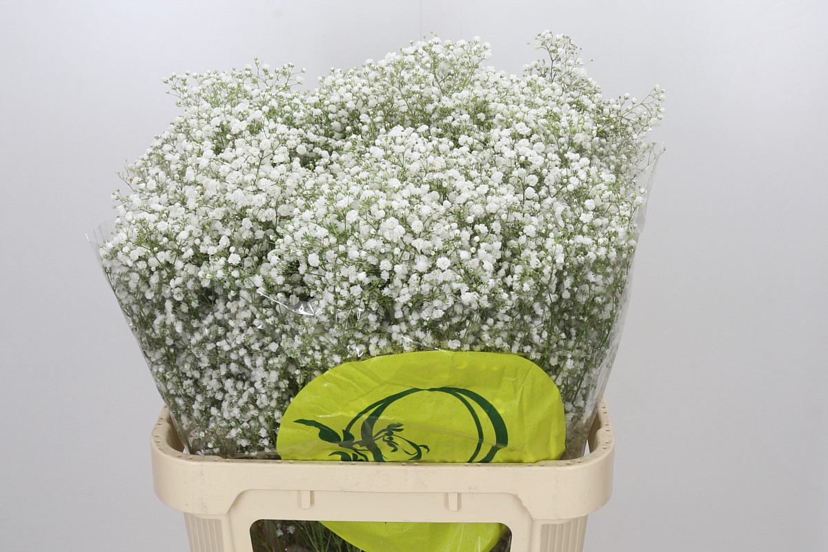 Gypsophila Xlence White 80cm 45gram