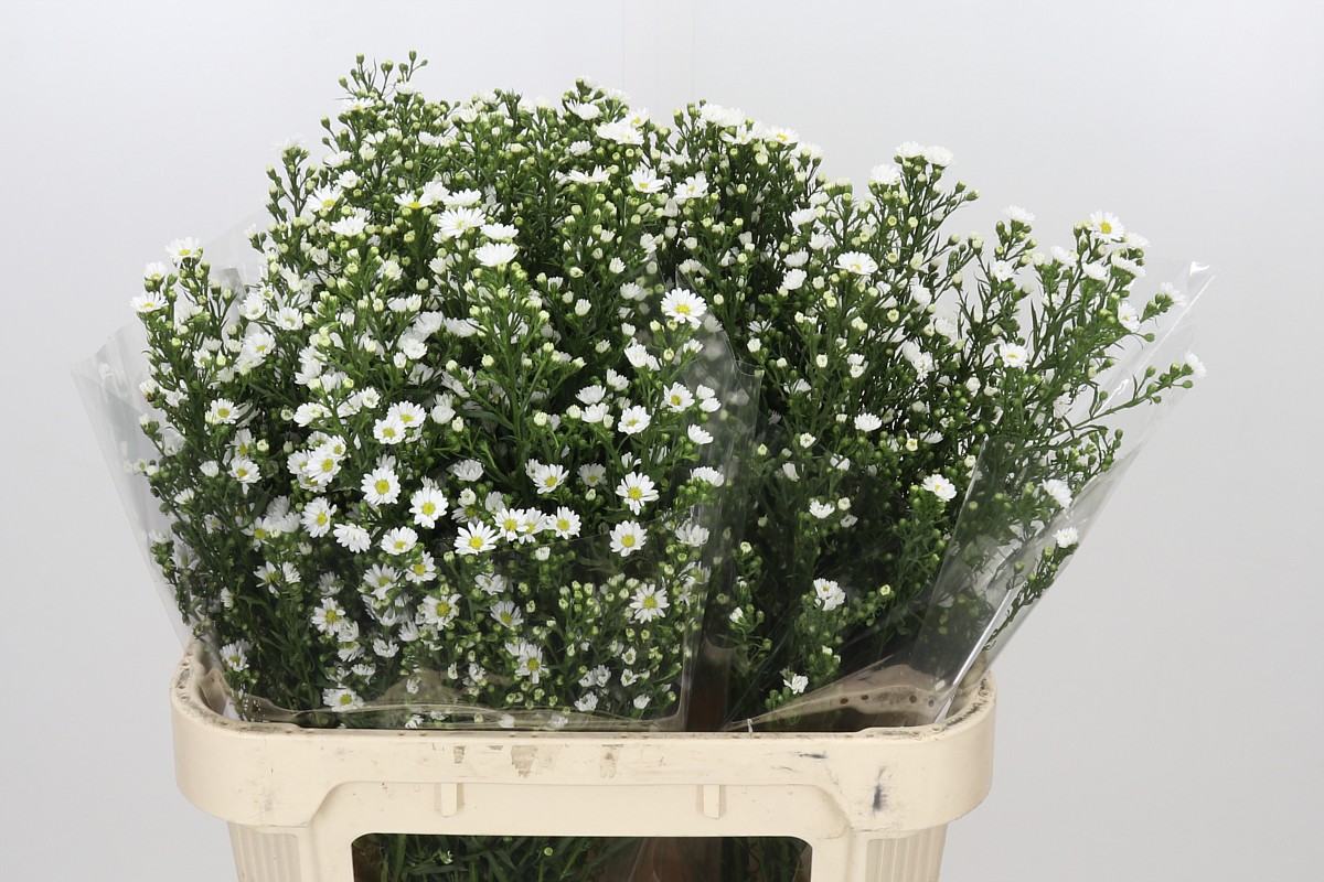 Aster Paquita 80cm 40gram