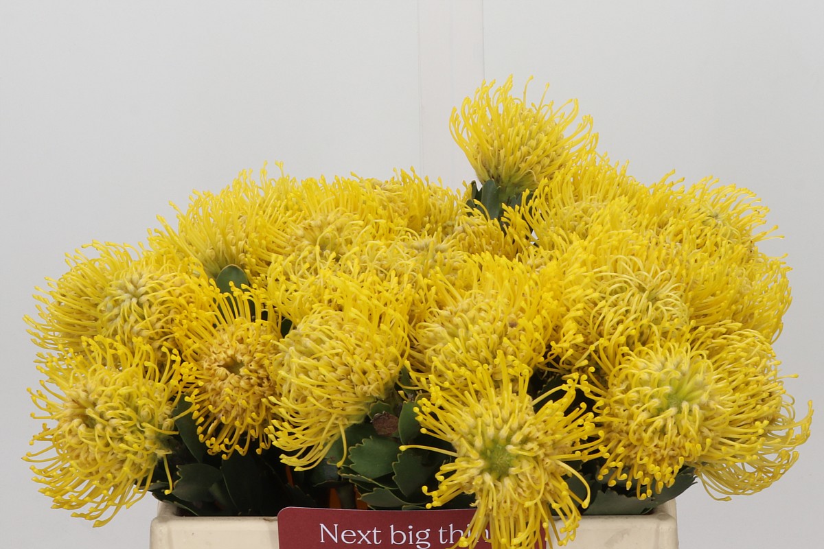 Leucospermum 35cm