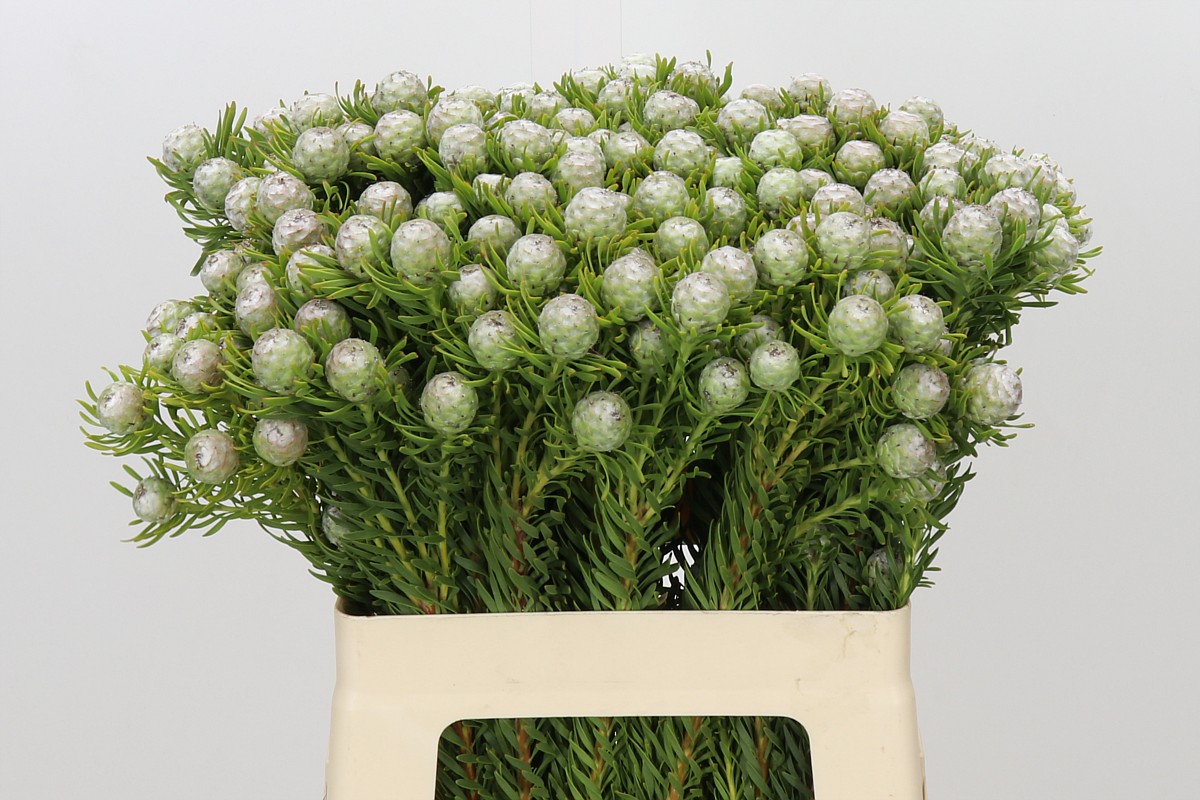 Leucadendron L Jad Pe Vert 60cm