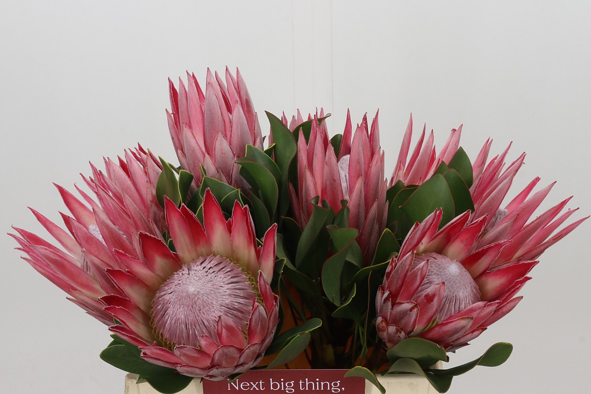 Protea Cy Clare 40cm