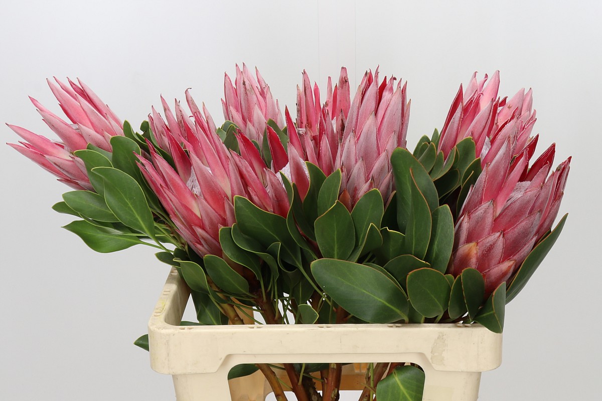 Protea Cy Clare 60cm