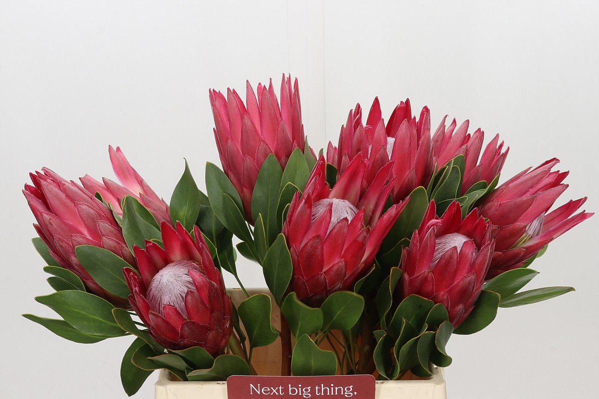 Protea Madiba 40cm