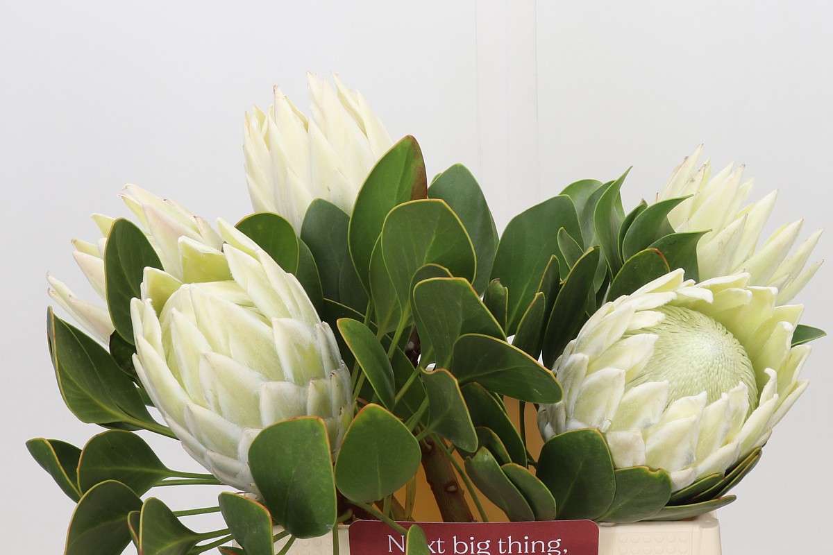 Protea 40cm