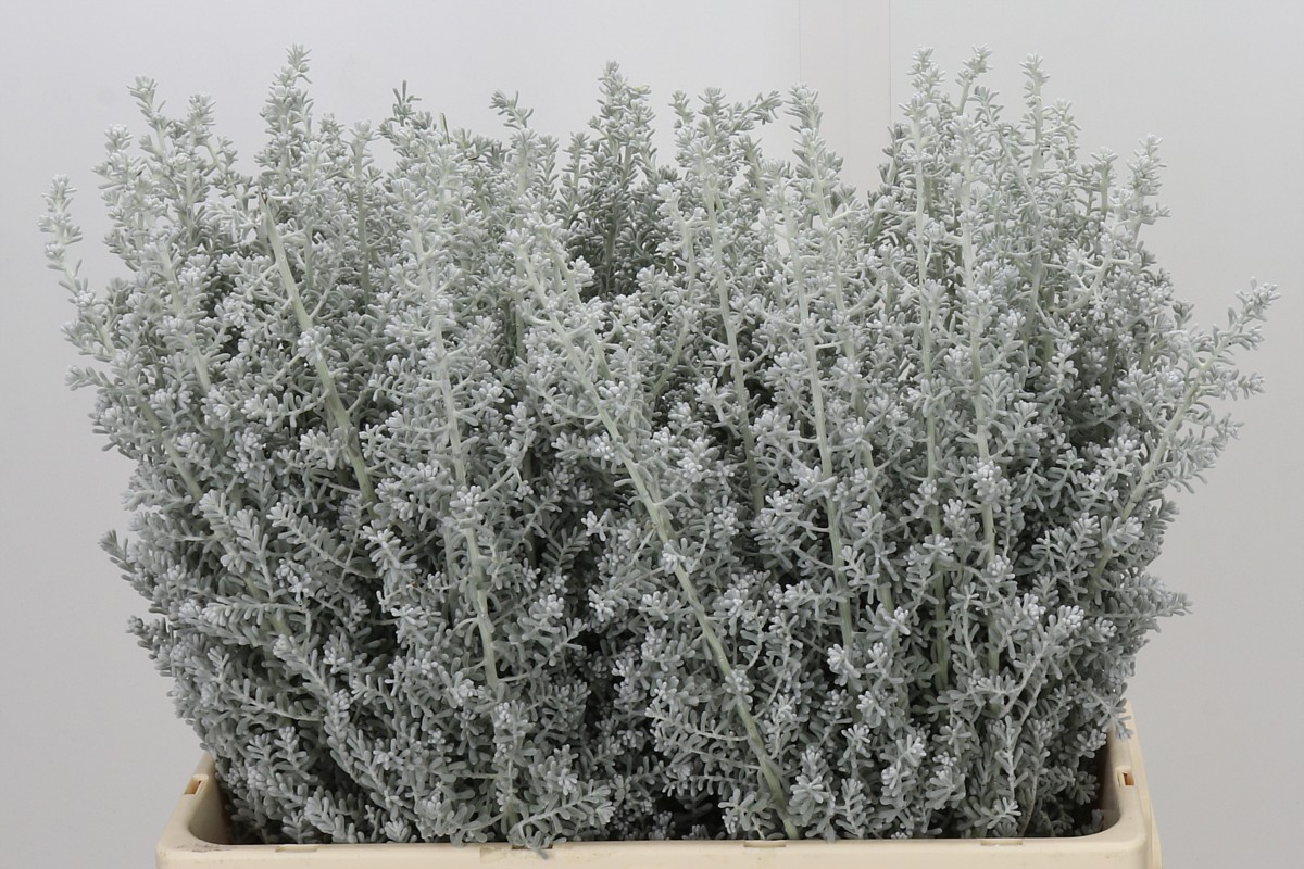 Kochia Scoparia 60cm