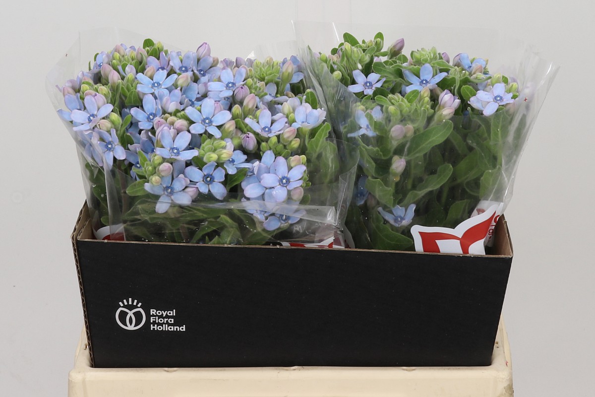 Oxypetalum Coeruleum 40cm