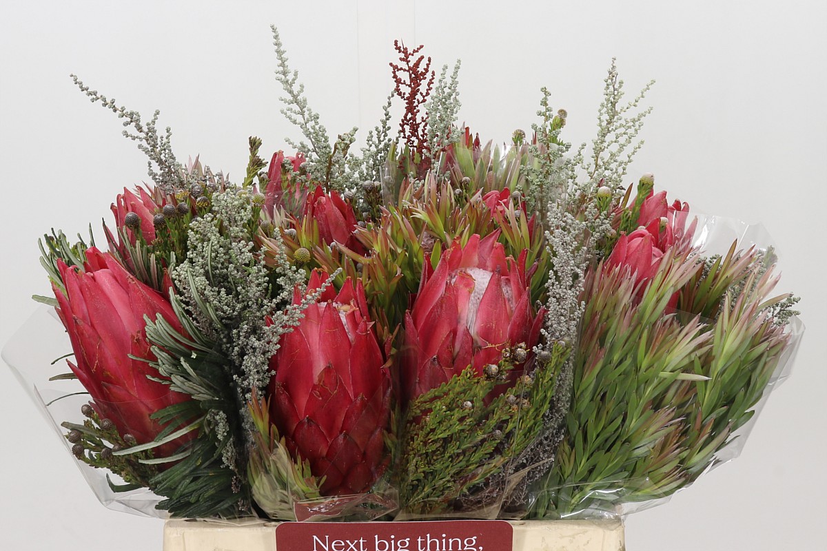 Protea Bouquet Per Bunch 40cm