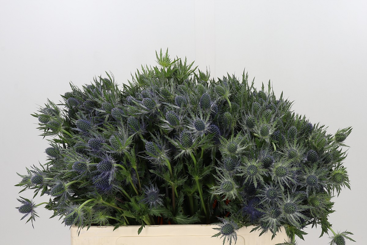 Eryngium Blue Lagoon 50cm