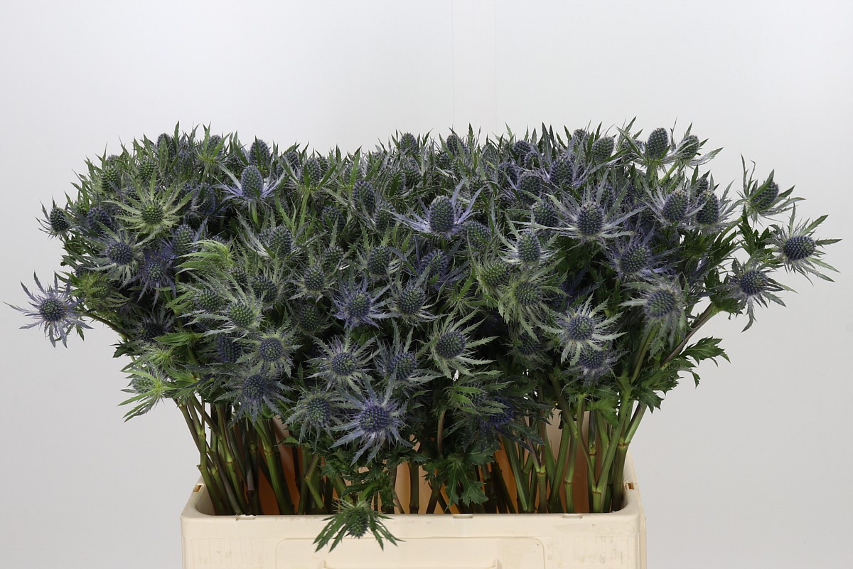 Eryngium Blue Lagoon 60cm
